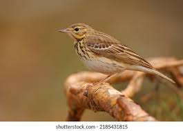 Attēlu rezultāti vaicājumam “Anthus trivialis”