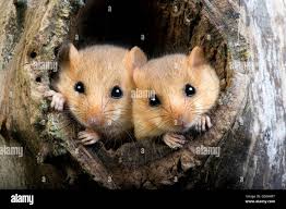 Attēlu rezultāti vaicājumam “Muscardinus avellanarius”