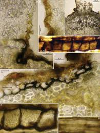 Attēlu rezultāti vaicājumam “Heyderia pusilla”