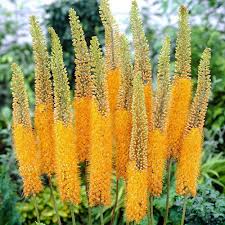 Image result for Steppenkerze