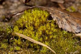 Attēlu rezultāti vaicājumam “Pleurocarpous mosses sporophyte”