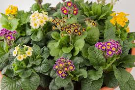 Image result for Primula veris