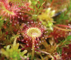 Attēlu rezultāti vaicājumam “Drosera rotundifolia leaf”