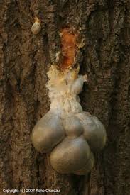 Attēlu rezultāti vaicājumam “Lycogala flavofuscum spores”