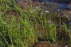 Attēlu rezultāti vaicājumam “Eleocharis uniglumis fruit”