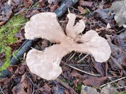 Attēlu rezultāti vaicājumam “Clavulinopsis cinerioides”