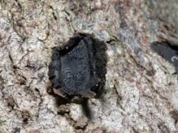 Attēlu rezultāti vaicājumam “Biscogniauxia granmoi”