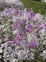 Image result for Hesperis matronalis