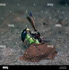 Attēlu rezultāti vaicājumam “Eumenes sp.”