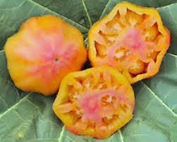 Afbeeldingsresultaat voor blushing yellow tomato