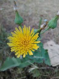 Attēlu rezultāti vaicājumam “Sonchus oleraceus”