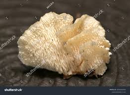 Attēlu rezultāti vaicājumam “Antrodiella”