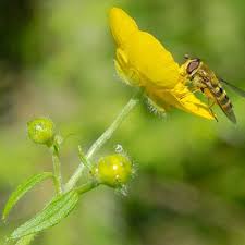 Attēlu rezultāti vaicājumam “Ranunculus lanuginosus leaf”