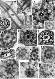 Attēlu rezultāti vaicājumam “Symphytocarpus impexus”