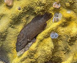 Image result for Cephalopholis cruentata