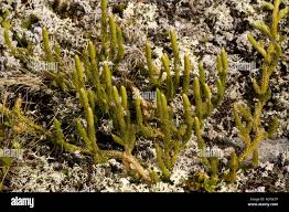 Attēlu rezultāti vaicājumam “Lycopodium annotinum”