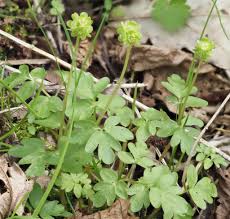 Attēlu rezultāti vaicājumam “Adoxa moschatellina”