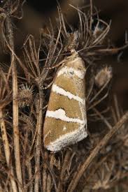 Attēlu rezultāti vaicājumam “Deltote bankiana”