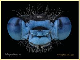 Attēlu rezultāti vaicājumam “Enallagma cyathigerum male”