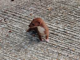 Attēlu rezultāti vaicājumam “Mustela nivalis adult”