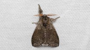 Attēlu rezultāti vaicājumam “Calliteara pudibunda”