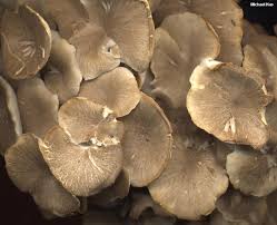 Attēlu rezultāti vaicājumam “Polyporus umbellatus”