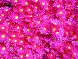 Image result for Mesembryanthemum criniflorum