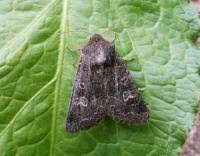 Attēlu rezultāti vaicājumam “Tholera cespitis”