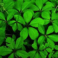 Attēlu rezultāti vaicājumam “Parthenocissus quinquefolia leaf”