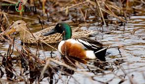 Attēlu rezultāti vaicājumam “Anas clypeata male”