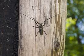 Attēlu rezultāti vaicājumam “Monochamus urussovi”