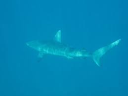 Image result for Carcharhinus galapagensis