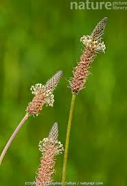 Attēlu rezultāti vaicājumam “Plantago lanceolata flower”