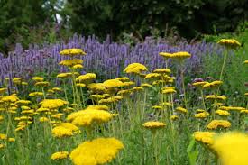 Image result for Achillea filipendulina