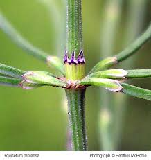 Attēlu rezultāti vaicājumam “Equisetum pratense”