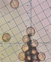 Attēlu rezultāti vaicājumam “Trichia longipalpis sessile”