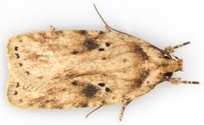 Attēlu rezultāti vaicājumam “Agonopterix aranella”