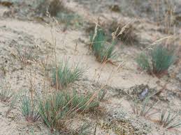 Attēlu rezultāti vaicājumam “Corynephorus canescens”