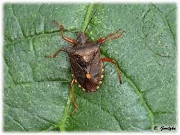 Attēlu rezultāti vaicājumam “Pentatoma rufipes”