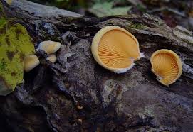 Attēlu rezultāti vaicājumam “Phyllotopsis nidulans”