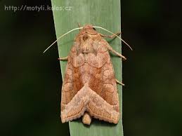 Attēlu rezultāti vaicājumam “Hydraecia micacea”