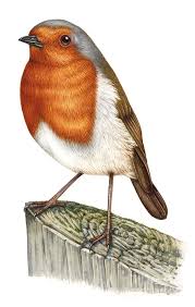 Attēlu rezultāti vaicājumam “Erithacus rubecula”