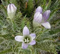 Attēlu rezultāti vaicājumam “Weissia squarrosa”