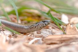 Attēlu rezultāti vaicājumam “Anguis fragilis”