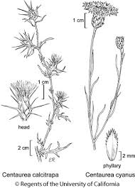 Image result for Centaurea cyanus