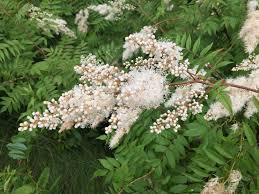 Attēlu rezultāti vaicājumam “Sorbaria sorbifolia”