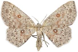 Attēlu rezultāti vaicājumam “Cyclophora pendularia”