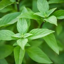 Image result for Ocimum basilicum