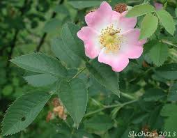 Image result for Rosa canina