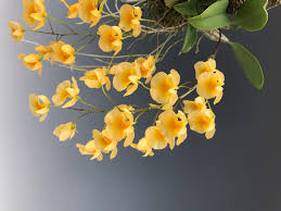 Attēlu rezultāti vaicājumam “Didymium aggregatum”